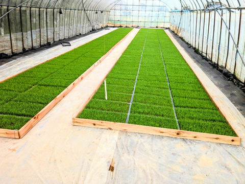 【令和7年産 新米】こしひかり白米10㎏