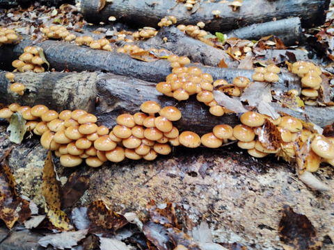 【冬季限定】大自然の原木なめこ500g