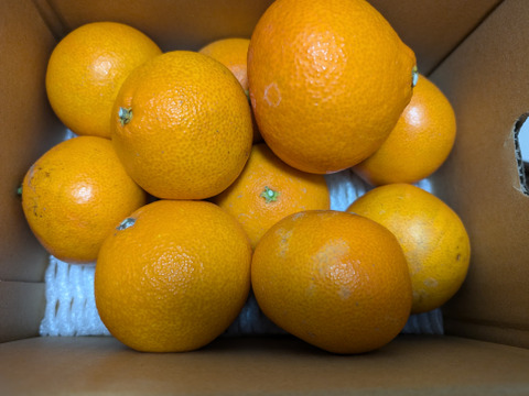 まどんな　訳あり2kg　愛媛県産