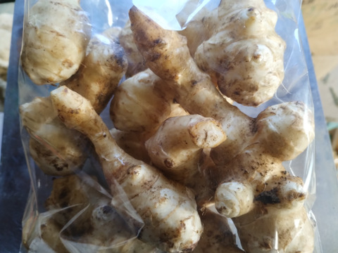 【お試し1kg】ヘルシーな健康野菜！雪や寒さにあたり甘み増しマシのキクイモ【なべくら高原産・世界三大健康野菜】