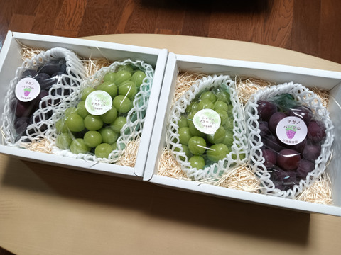 💫彩り鮮やかぶどう2房《シャインマスカット&ナガノパープル》《季節のギフトに最適》【高級化粧箱入り·計1,1kg程】【北九州市ふるさと納税返礼品にも出品中】