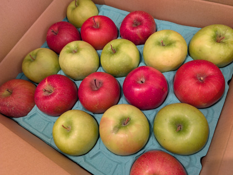 レッド＆グリーンのビビッドカラー
サンふじ＆グラニースミス（約５㎏）を食べくらべ
信州長野産のりんごをお届け　２種の味をお楽しみください