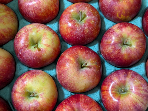 【収穫開始🍎】シナノリップ5キロ箱 訳あり品商品ID62461 長野県 信州 安曇野 リンゴ 幻 幻のリンゴ 予約 希少 旬