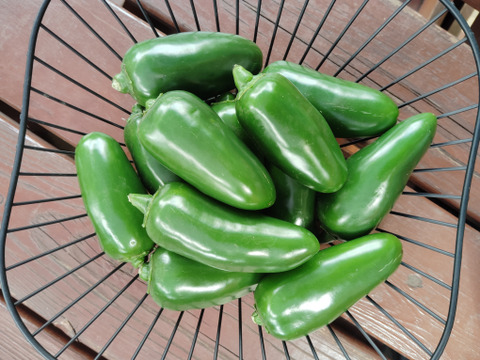 メキシコ原産青唐辛子ハラペーニョ1.5kg（約40本）