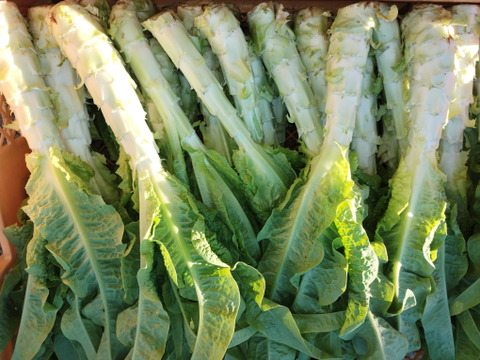 コリコリ食感！『茎レタス』※5kg以内（80サイズを）　レア野菜・乾燥させたら山くらげ