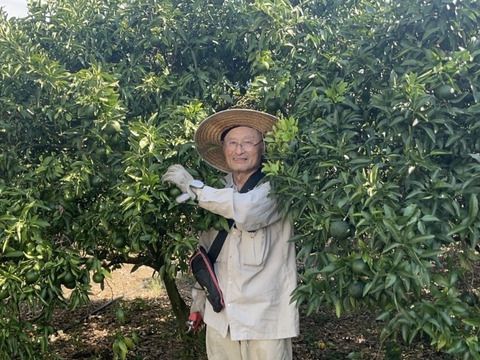 〔大人気！小玉♪〕🍂今だけ！秋の始まりを告げる🍂🍊 極早生みかん ３キロ【農薬節減、除草剤不使用】太陽の恵みを浴びて 秋の入口だけの特別な味わい✨