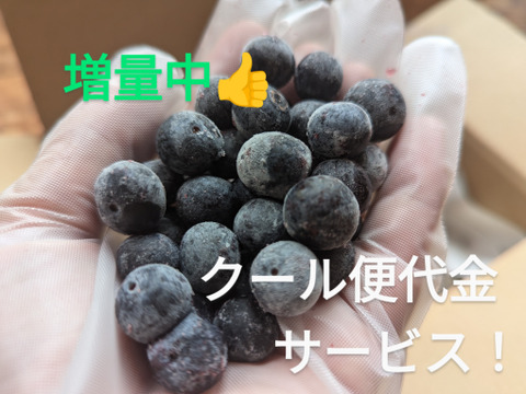 【クール代サービスです！】冷凍ブルーベリー1kg