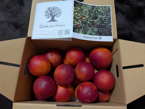 【EHIME UWAJIMA】<農園イチオシ柑橘>ブラッドオレンジ（モロ）3kgBOX(2.5kg)