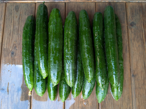 クセなく食べやすい《《きゅうり2kg》》【漢方栽培】