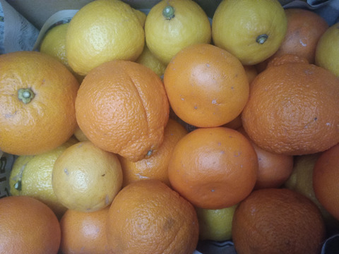 広島県産今旬な柑橘7種食べ比べ　合計5キロ