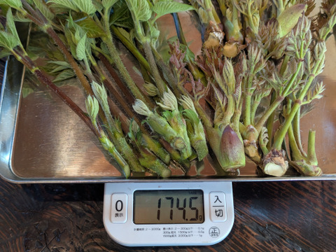 【天ぷらサイコー】山ウドの新芽とタラの芽の新葉