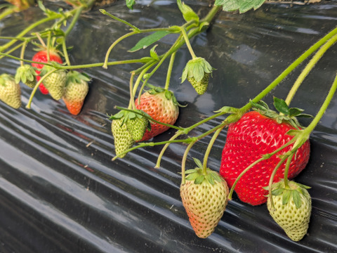 【ギフト最適】特大紅ほっぺ 200g×3p