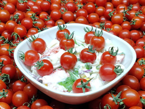 赤い宝石　ミニトマト『サンチェリーピュア』　1㎏（500gX
2袋 　約5パック分）