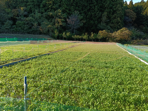 独特な爽やかな香り
🌿南三陸せり🌿
２kg（200ｇ✕10束入り）