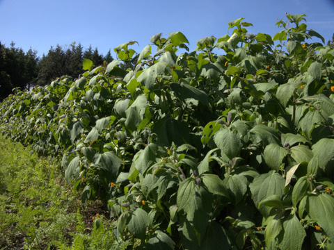 甘みたっぷり！有機JASヤーコン２ｋｇ