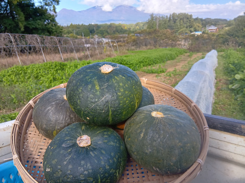 高原で育った甘いかぼちゃ５ｋｇ