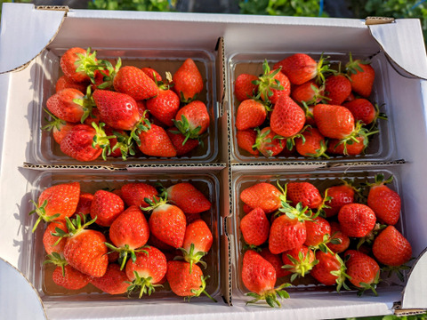 【幻の品種】「おとめ心」完熟いちごMサイズ【約1.2kg入】