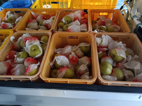 果汁たっぷり糖度13以上美味しい
大きな豊水梨 3個入り