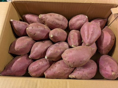 新芋　サツマイモ　おすすめ　芋　10 新芋】シルクスイート 丸Lサイズ 10kg さつまいも：茨城県産の