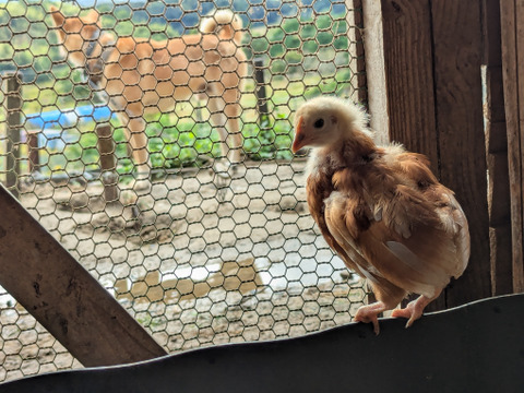 ３０個　Premium平飼い卵 くさみのない卵！  　マツダファーム　（１０個入り紙パック×３パック）