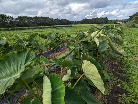 【農薬・化学肥料不使用】ネットリホクホク里芋（土垂種・サイズ無選別）1.5kg