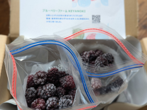 免疫力アップ!　【加工用】冷凍ブラックベリー500g
