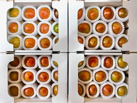 【3箱】弾ける旨味・甘み！【ト・マーレ】禁断の濃密さ 800g×３