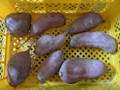 《農薬化学肥料不使用》なめらかクリーミー！サツマイモ『紅はるか』3㎏!!（規格外、訳あり品）