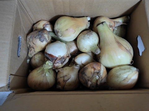 予約商品【ちょこっと訳ありでも味は同じ】淡路島産 新玉ねぎ 5kg