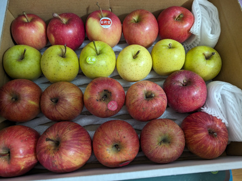 丸かじりにぴったりな小玉りんご食べ比べ3種詰合せ2.5kg🍎🍏低農薬で皮ごと安心！キズありご家庭用