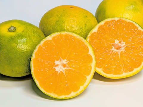 あじこい！由良のゆら早生みかん！】秀品 10kg Mサイズ 贈答用：和歌山