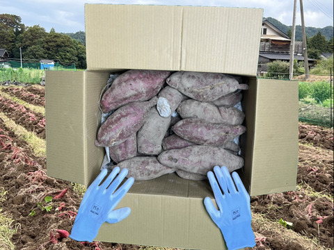 《お得》※傷あり 蜜たっぷり！富山県産 『紅はるか』(10kg)