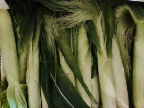 🌽【期間限定】白とうもろこしのヒゲまで美味しいヤングコーン25本 🌽