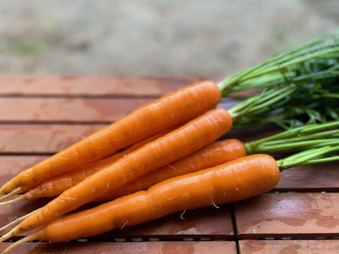カラフル・レア野菜で元気に！
『お試しS★カラダ喜ぶ夏野菜セット6品目』
初めての野菜でも安心な簡単レシピ付き、贈り物にも最適です！