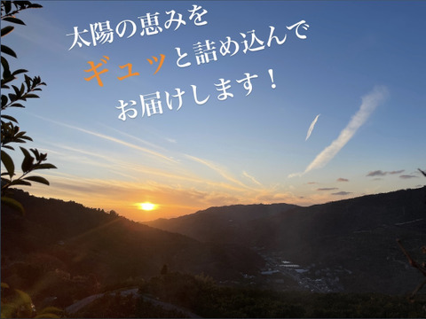 【贅沢食べ比べセット】暁みかん×まどんな【ゲン担ぎ福袋】