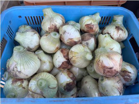 【予約】生産農家直送 淡路島産ブランド新玉ねぎ 『にじたま』超極早生品種 9kgダンボール入り（ご家庭用・30個前後） 使いやすいM・L・2L混在！≪水分量No1!!≫◎特別栽培　2月末頃から順次発送