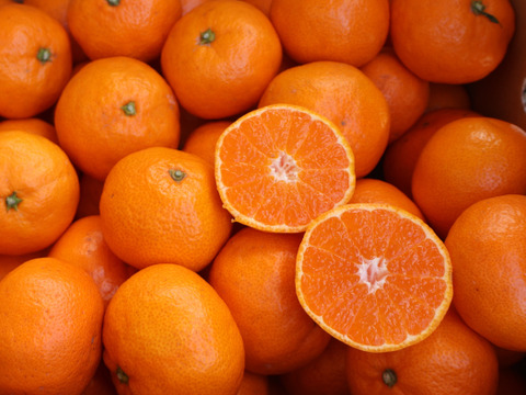 【冬ギフト】農家直送！有田みかん5kg≪2Lサイズ（大玉） 秀品≫【平武農園】～蛍飛ぶ町から旬の便り～　和歌山｜有田｜田口｜ギフト｜こだわり　産地直送　お取り寄せ