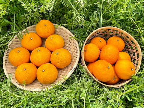 ジューシー！自然農の甘夏と紅甘夏　食べ比べ　8kg