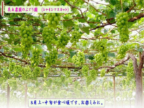 完熟木なりシャインマスカット糖度２２度　家庭用