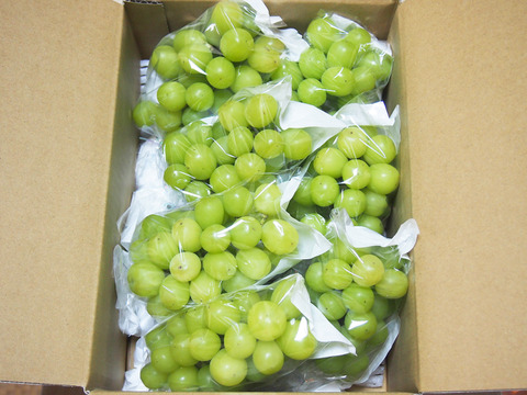 長野県認証/特別栽培相当 シャインマスカット2kg（4-8房）（信州の環境にやさしい農産物認証50）