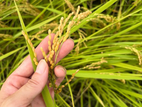 玄米  魚沼産コシヒカリ 15㎏  令和7年産  魚沼市産