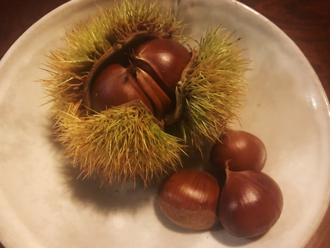 2024 農園おまかせ旬の自然栽培野菜セット