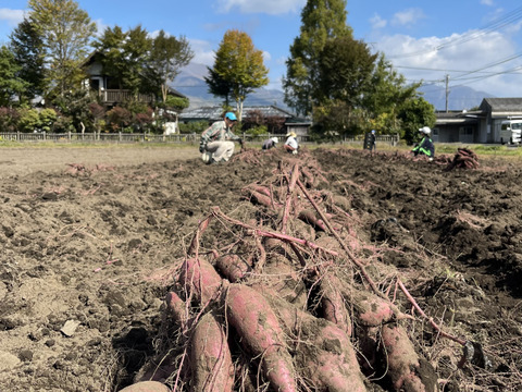 【令和6年能登半島地震支援】令和5年・南阿蘇村産 シルクスイート（農薬・化成肥料・除草剤不使用栽培）