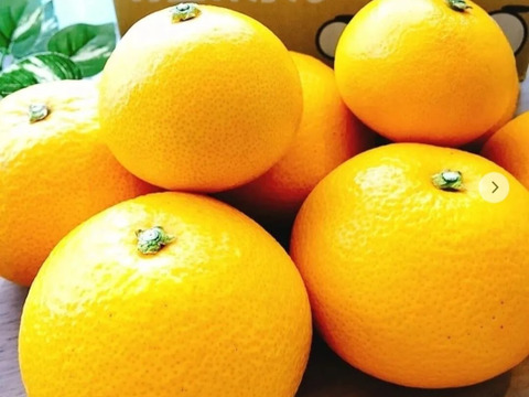 季節の柑橘【食べ比べ】5kg（箱込）