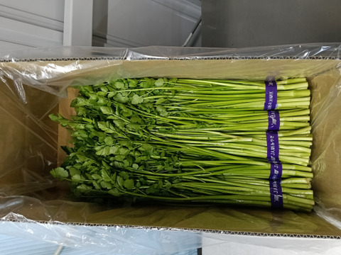 芽吹いたばかりで、柔らかく
香りが強いのが特徴の『春ぜり』
🌿南三陸町産のせり🌿　
1kg（２００g✕５束入り）