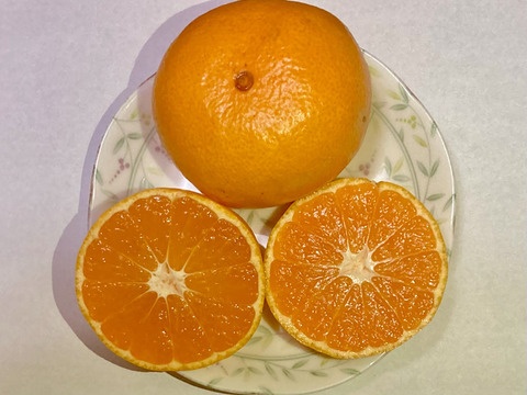 【濃厚・絶品】糖度13度以上『興津早生』　５kg