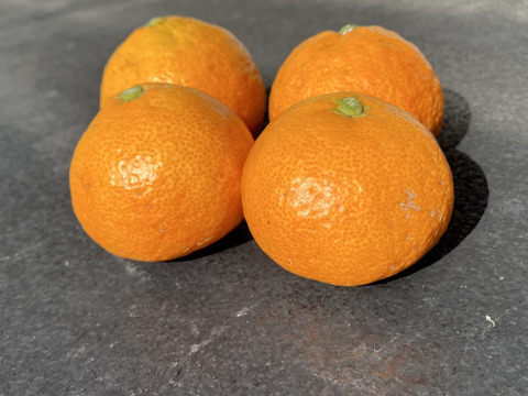 訳あり　有田みかん【5kg(箱込み)】