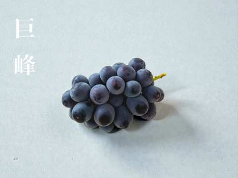 【凝縮した甘みとコク】山梨県産＜大粒大房＞1kg 約2~3房