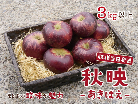 ■予約受付中■ほどよい酸味が魅力的なりんご・秋映（あきばえ）［３kg以上］目安：８〜１０個