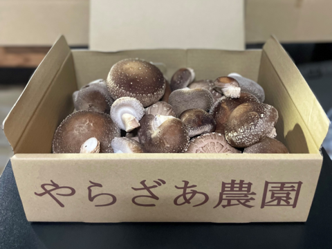 足まで美味しい！『足迄旨治郎』椎茸　不揃い１㎏